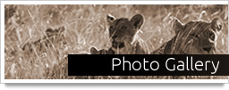 photo gallery